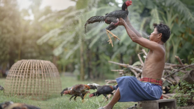 Cách Bo Đá Gà: Bí Quyết Chăm Sóc và Huấn Luyện Gà Chọi